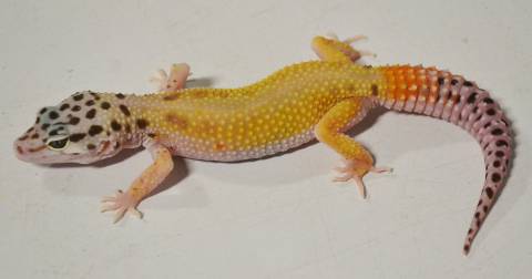 Small Tangerine Jungle Leopard Geckos