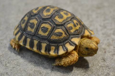Baby South African Leopard Tortoises