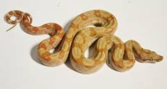 Baby Sunglow Central American Boas