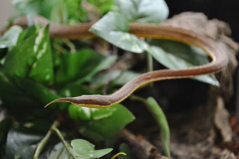 Madagascar Leaf Nosed Snakes