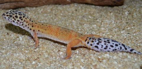 Adult Male Super Hypo Tangerine Leopard Geckos w/regrown tails