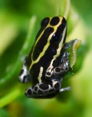 Yellow Amazonian Reticulated Dart Frogs