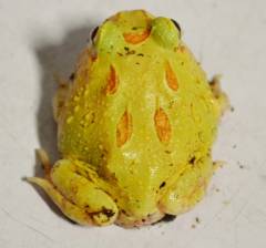 Baby Patternless Lemon Albino Pacman Frogs