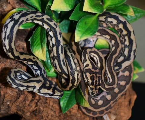 Baby Tiger Carpet Pythons