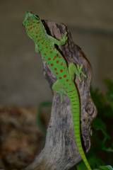 Adult Crimson Madagascar Giant Day Geckos