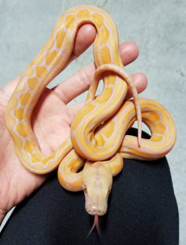 Small Albino Lavender Motley Reticulated Pythons