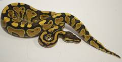 Baby Russo Yellow Belly Ball Pythons