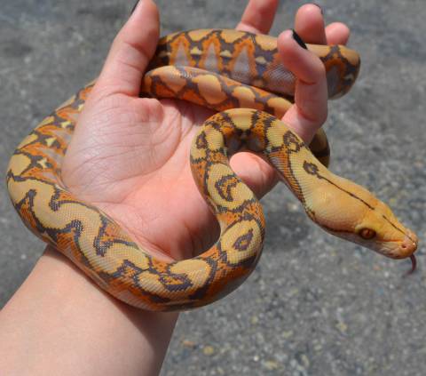 Baby Mochino Reticulated Pythons