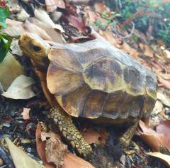 Serrated Hinge-back Tortoises