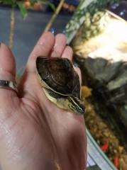 Small Indonesian Box Turtles