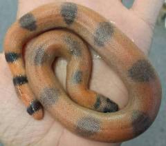 Baby Indian Smooth Scaled Sand Boas
