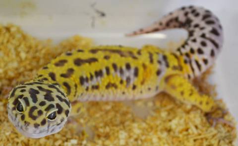 Adult Male Giant High Yellow Leopard Geckos
