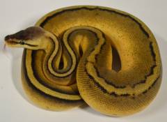 Baby Pastel Genetic Stripe Ball Pythons