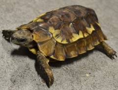 Small Serrated Hinge-back Tortoises