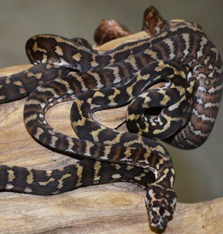 Baby Irian Jaya x Jungle Carpet Pythons