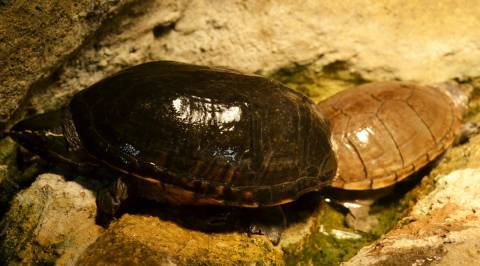 Eastern Mud Turtles