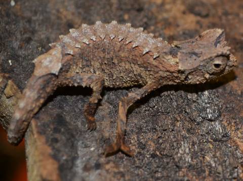 Madagascar Northern Leaf Chameleons