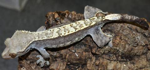 Adult Crested Geckos w/nipped tails