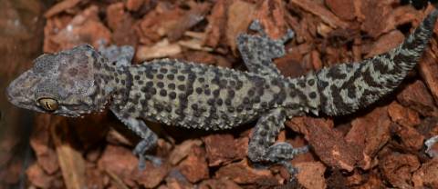 Madagascar Ground Geckos P. b. ibityensis