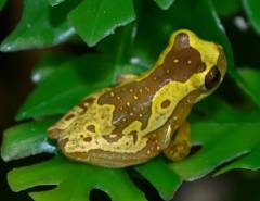 Baby Hourglass Tree Frogs
