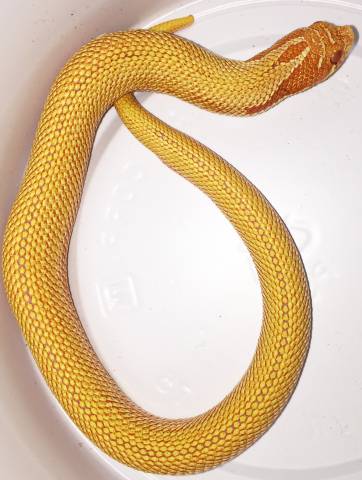 Baby Red Albino Super Anaconda Western Hognose Snakes