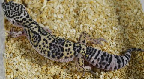 Medium Mack Snow Leopard Geckos