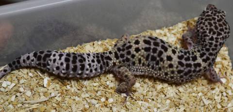 Adult Hypo Snow Leopard Geckos