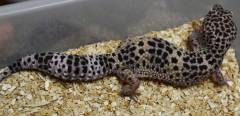 Adult Hypo Snow Leopard Geckos