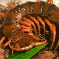 Chinese Giant Red Dragon Centipedes