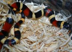 Baby Apricot Pueblan x Nelsons Milksnakes