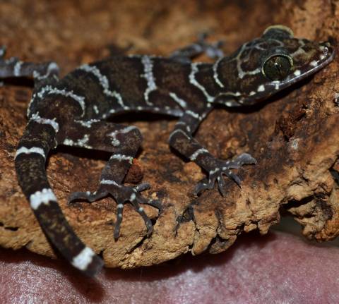 Peter's Bent-toed Geckos w/regrowing tails
