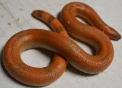 Baby "Sunset" Indian Smooth Scaled Sand Boas