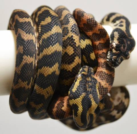 Baby Darwin Carpet Pythons het for albino