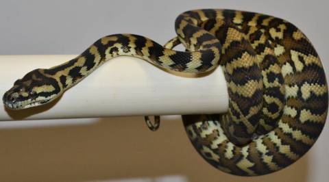 Small Darwin Carpet Pythons het for albino