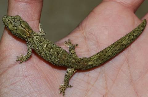 Eurydactylodes vieillardi Geckos