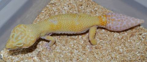 Adult Tremper Sunglow Leopard Geckos w/regrown tails