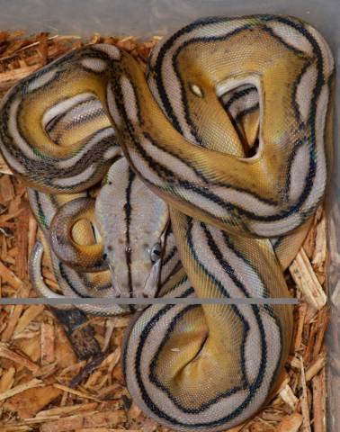 Baby Motley Sun Tiger Reticulated Pythons