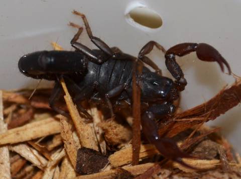Chilean Red Claw Scorpions