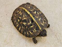 Baby Florida Box Turtles