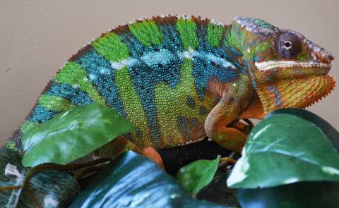 Adult Blue Bar Ambilobe Panther Chameleons w/minor scars