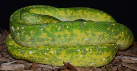 Adult Biak Green Tree Pythons