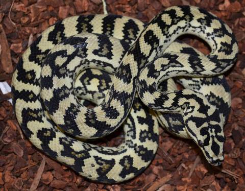 Sub Adult Caramel Jungle Carpet Pythons