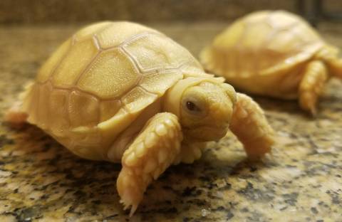 Baby Ivory Sulcata Tortoises
