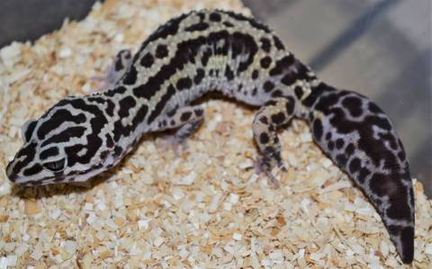 Adult Bandit Leopard Geckos w/regrown tails