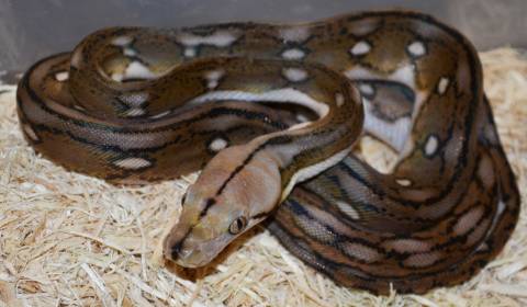 Baby Motley Tiger Reticulated Pythons