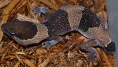 Sub Adult African Fat Tail Geckos w/stub tails