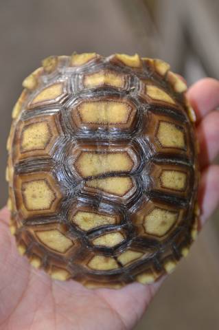 Small Sulcata Tortoises w/extra scutes