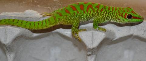 Small Madagascar Giant Day Geckos
