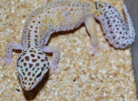 Adult Striped Hypo Leopard Geckos
