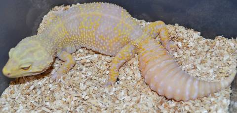 Adult Godzilla Giant Tremper Albino Leopard Geckos